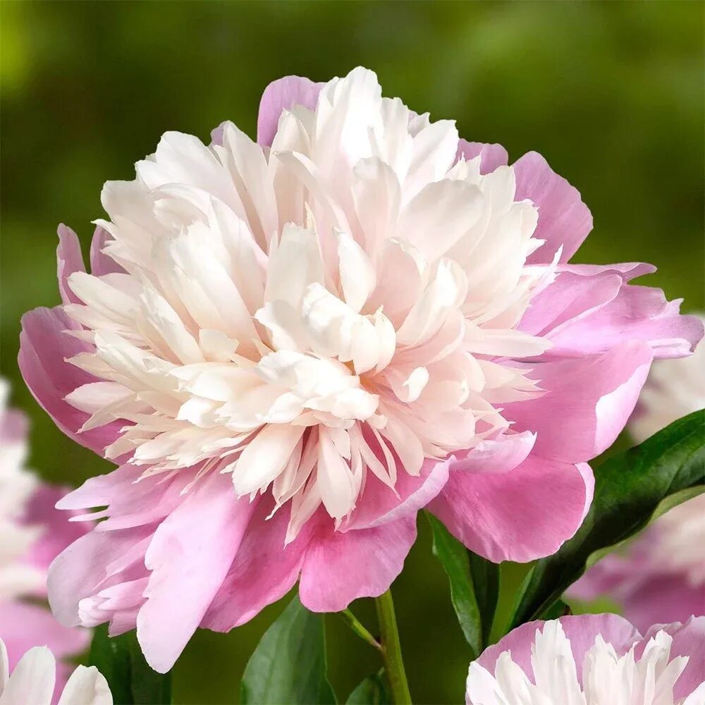 Пион либерти фото Купить Пион Молочноцветковый Lady Liberty - Пион - GardenPlants