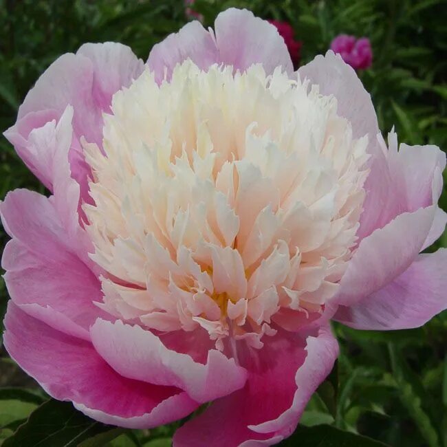 Пион либерти фото Pin by China Peony on herbaceous peony