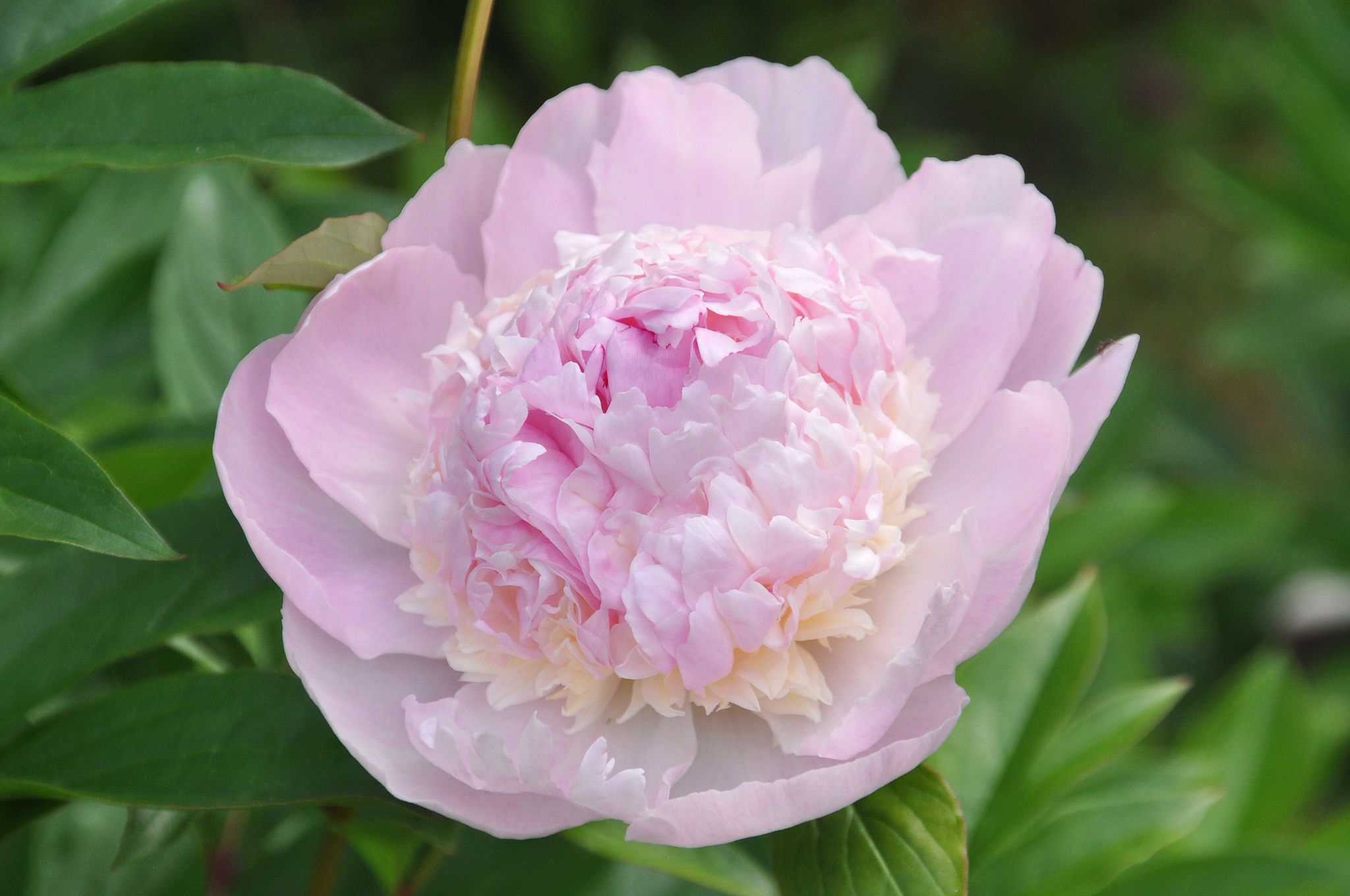 Пион либерти фото Peony 'Angel Cheeks' Peonies, Paeonia lactiflora, Flowers