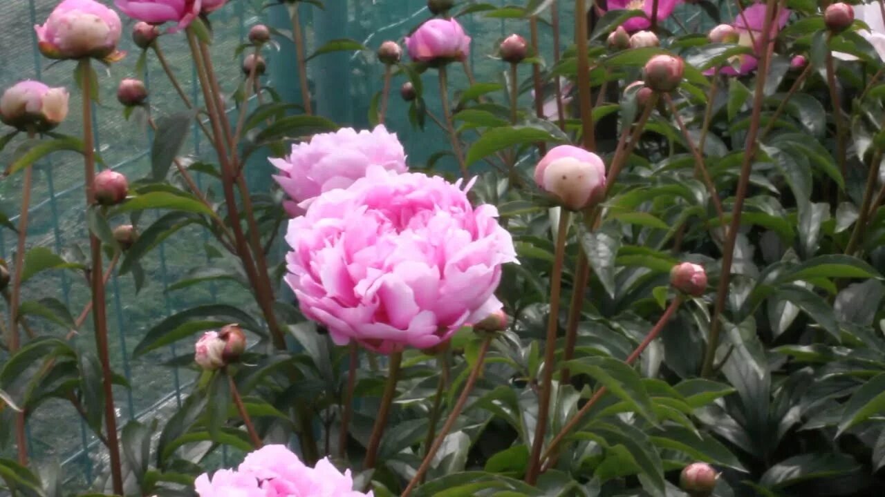 Пион ливингстон фото Livingstone R2 Flowers BV Peonies - YouTube