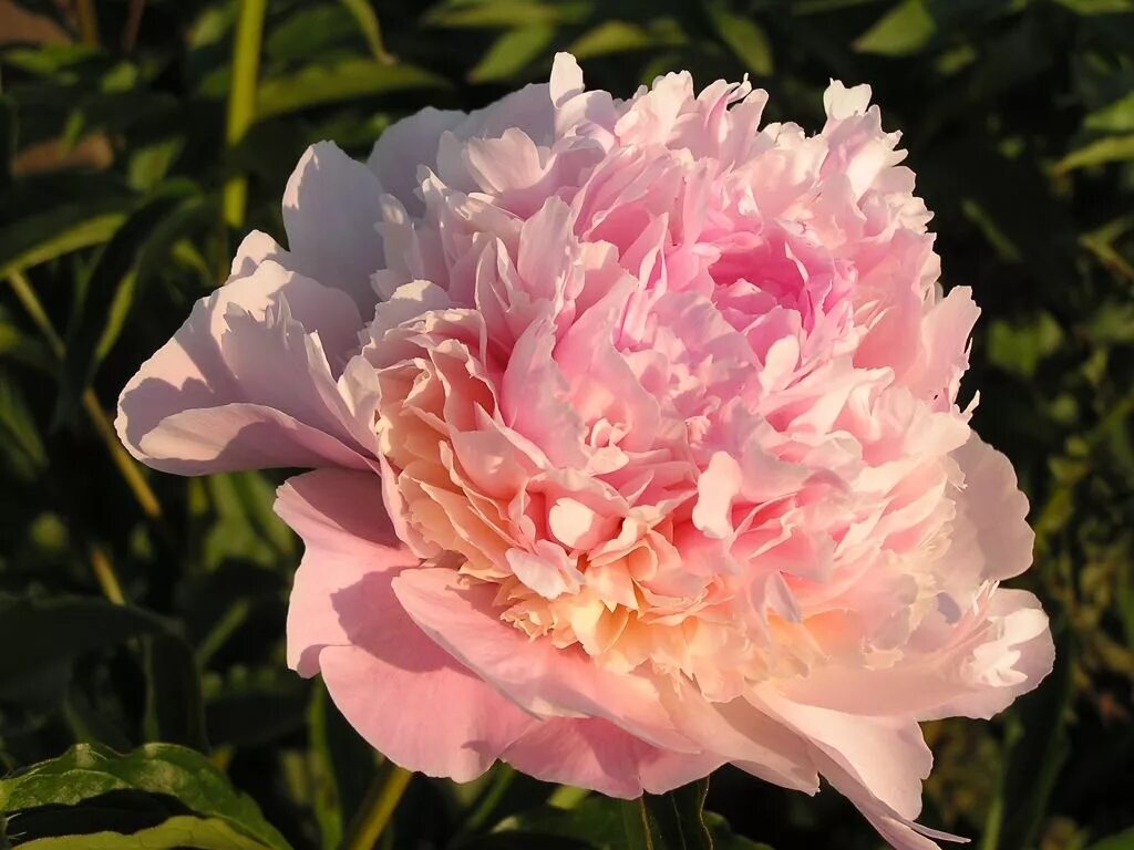Пион ливингстон фото и описание Madame Benoit Riviere Wunderschöne blumen, Blumen, Blumenarrangements