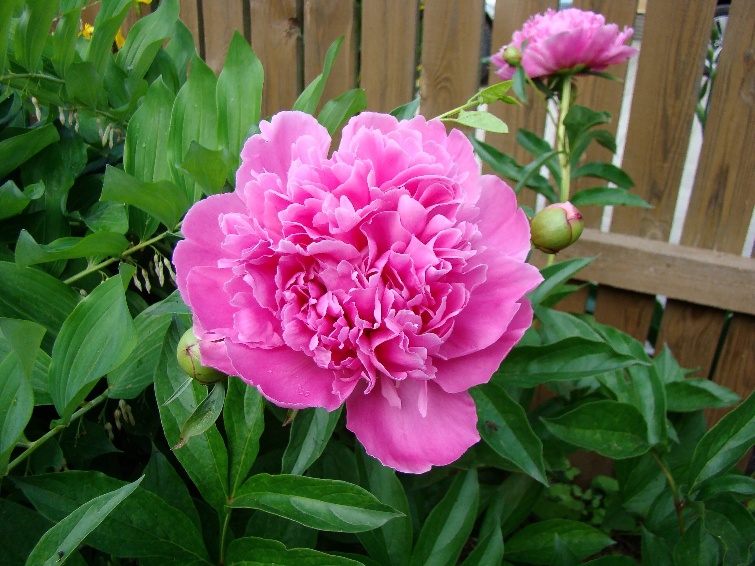 Пион ливингстон фото и описание Free Images : fence, flower, bloom, summer, green, botany, garden, pink, flora, 