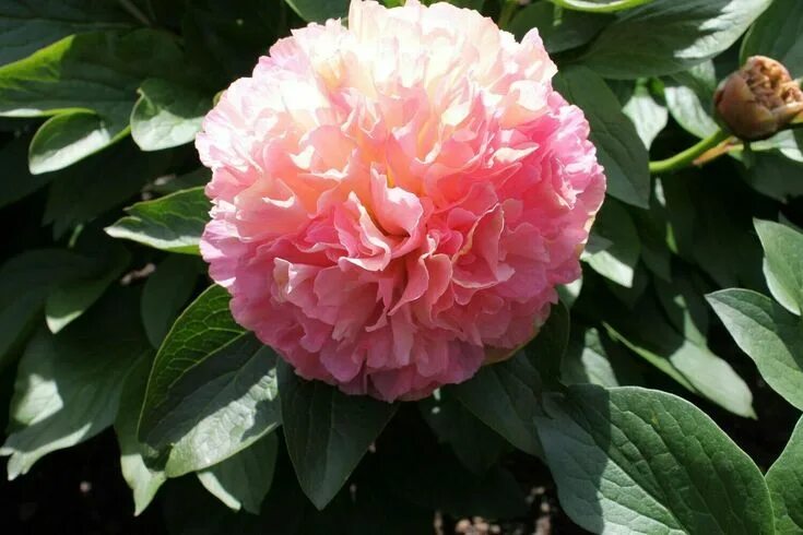 Пион лоис чойс фото и описание Lois Choice Bare root peonies, Peony root, Fall plants