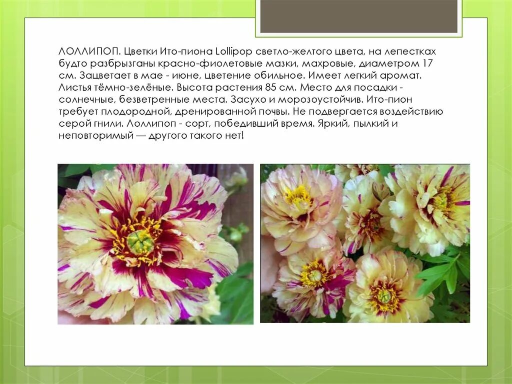 Пион лоллипоп фото и описание Ито-пионы - презентация онлайн