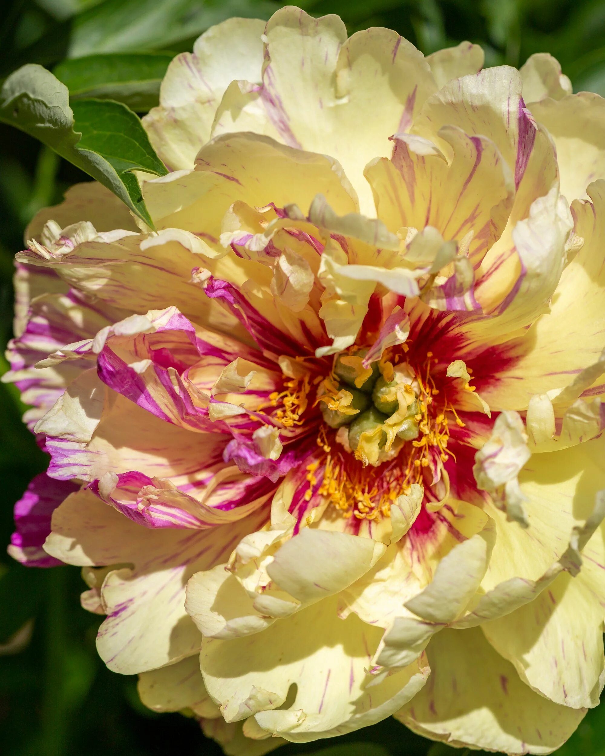 Пион лоллипоп фото и описание цена Paeonia 'Lollipop' bare roots - Buy Itoh peonies online at Farmer Gracy UK Itoh 
