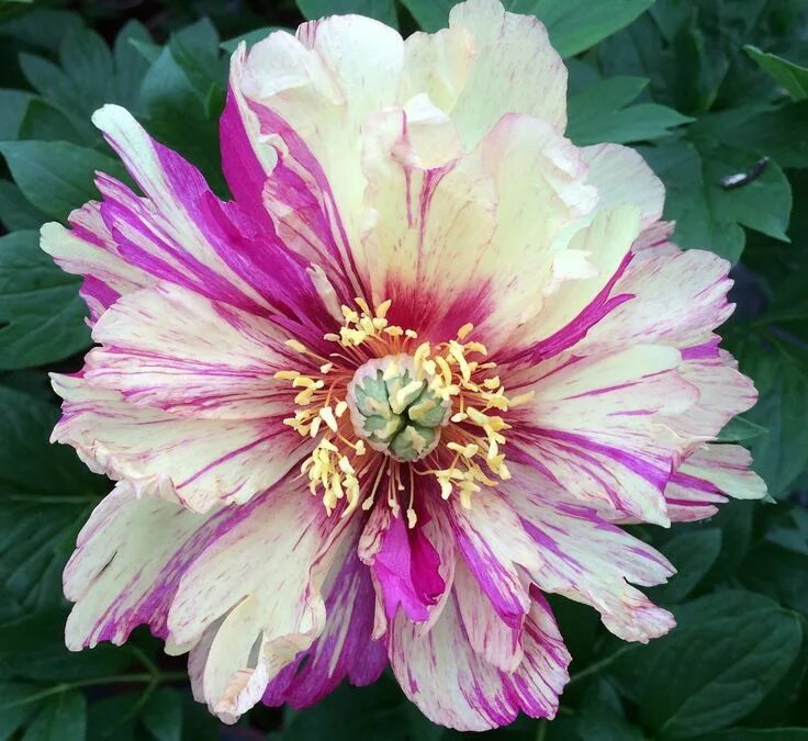 Пион лоллипоп фото отзывы Lollipop Intersectional ITOH Tree Peony - 2-3 Eye Bareroot - Hirt's Gardens Itoh