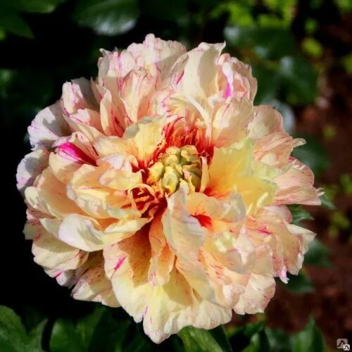 Пион лоллипоп фото отзывы Paeonia itoh Lollipop. КФХ