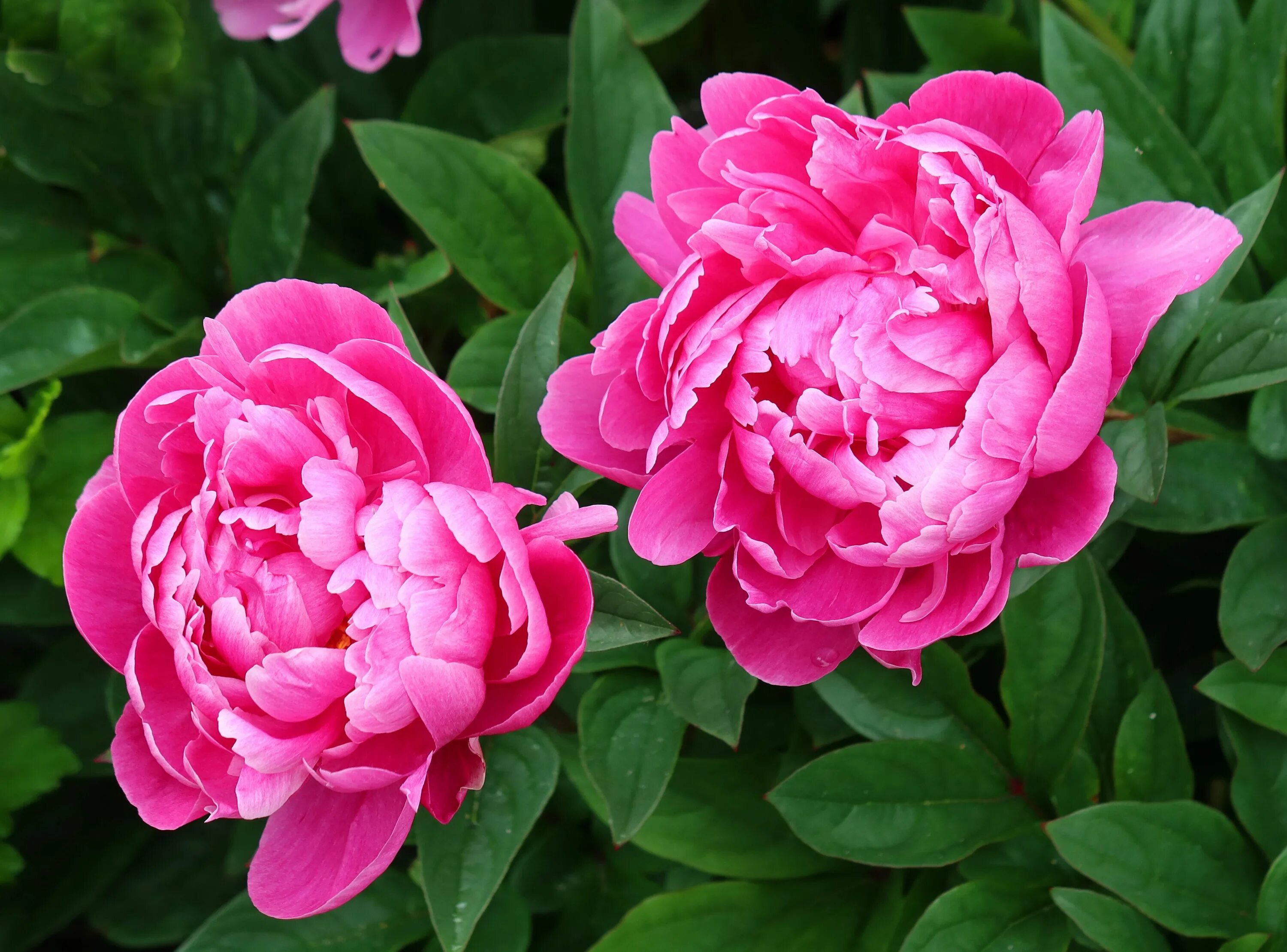 Пион лондон фото Beautiful peonies Peonies, Flowers, Beautiful