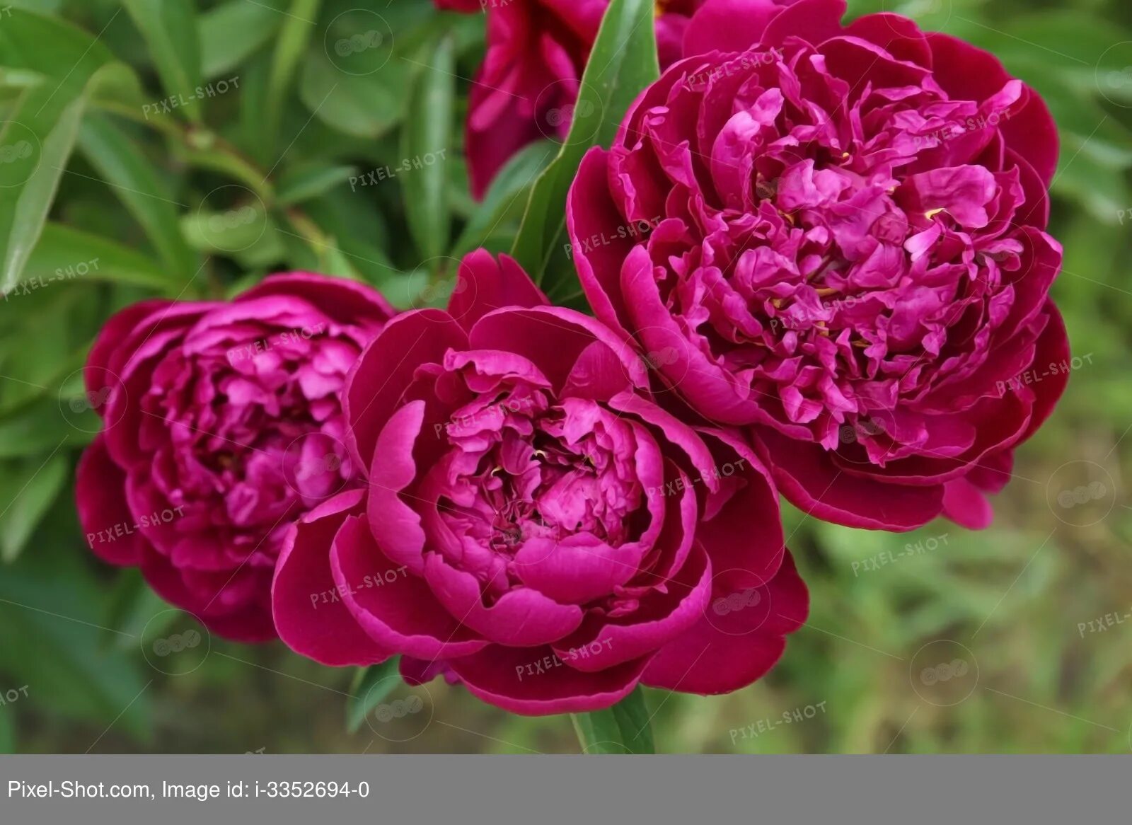 Пион лондон фото Beautiful peony flowers in garden, closeup :: Stock Photography Agency :: Pixel-