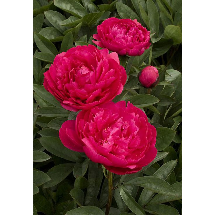 Пион лондон фото Monrovia 1.6-Gallon in Pot Kansas Double Peony Lowes.com Flowers, Peonies, Plant