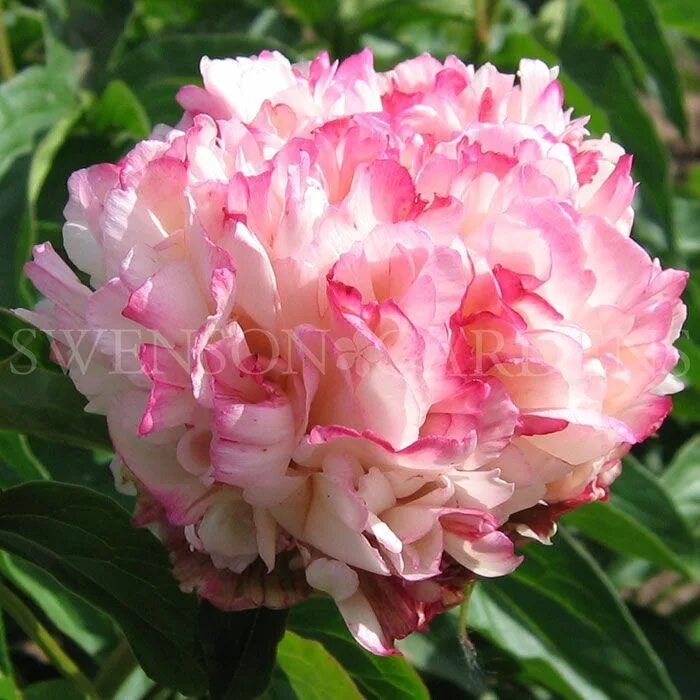 Пион лорд кевин фото LORD CAVIN Peonies, Peonies garden, Growing peonies