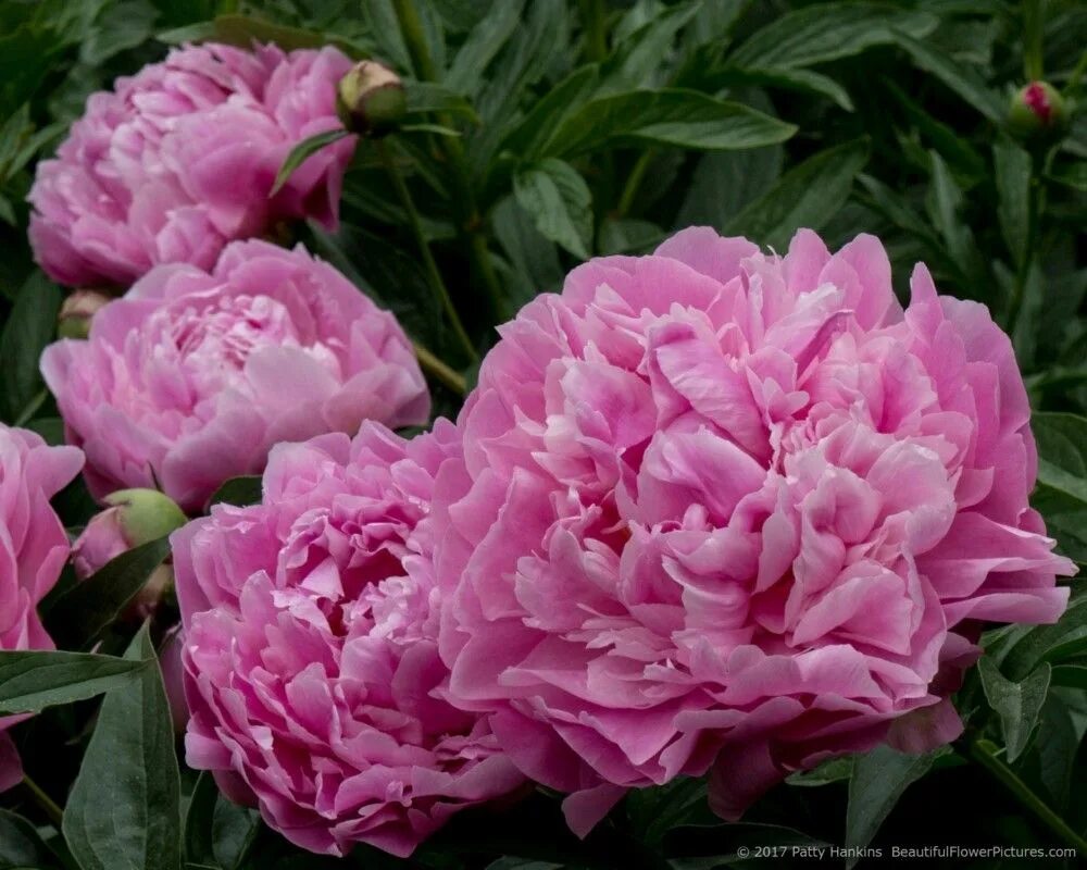 Пион лорд кевин фото Peonies at the New York Botanical Garden I