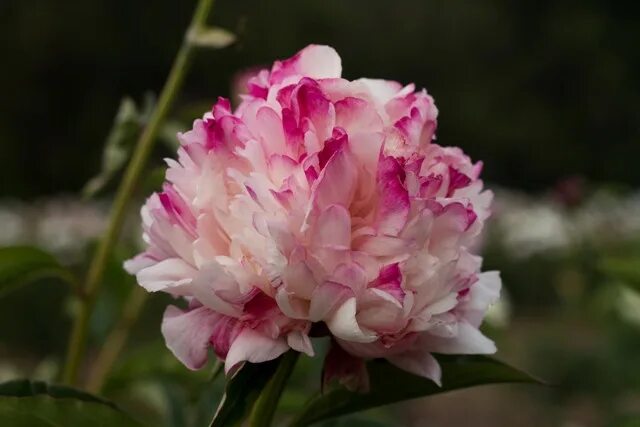 Пион лорд кевин фото Paeonia 'Lord Cavin' - Greenseasons