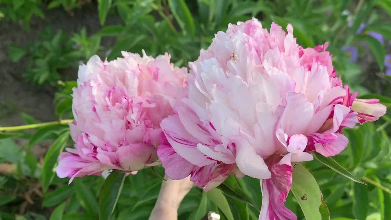 Пион лорд кевин фото Peony LORD CAVIN (Klehm , 1933)channel YouTube : ПІВОНІЇ - ВСЕ ПРО НИХ - YouTube
