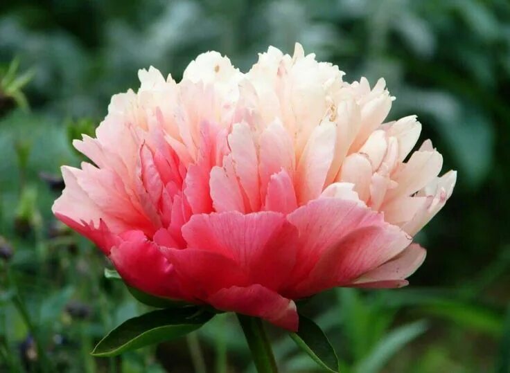 Пион лорелей фото и описание отзывы садоводов Planting Peonies for a Dream Garden