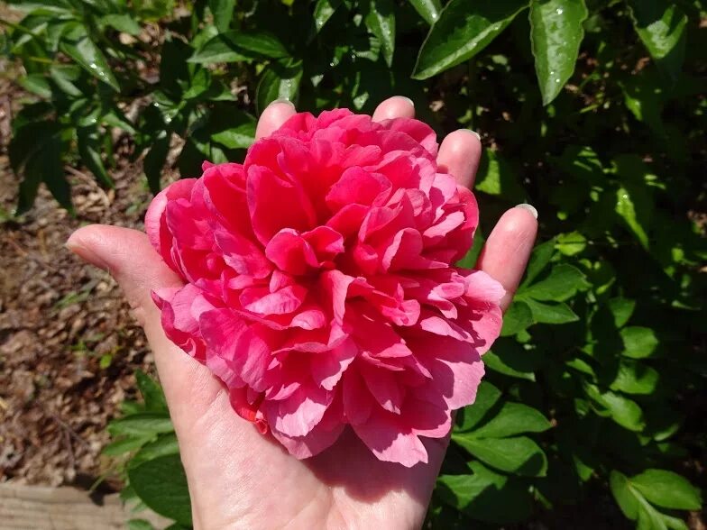 Пион лорелей фото и описание отзывы садоводов ᐅ Півонія "Лорелей" (Paeonia "Lorelei") купити за ціною виробника інтернет-магаз