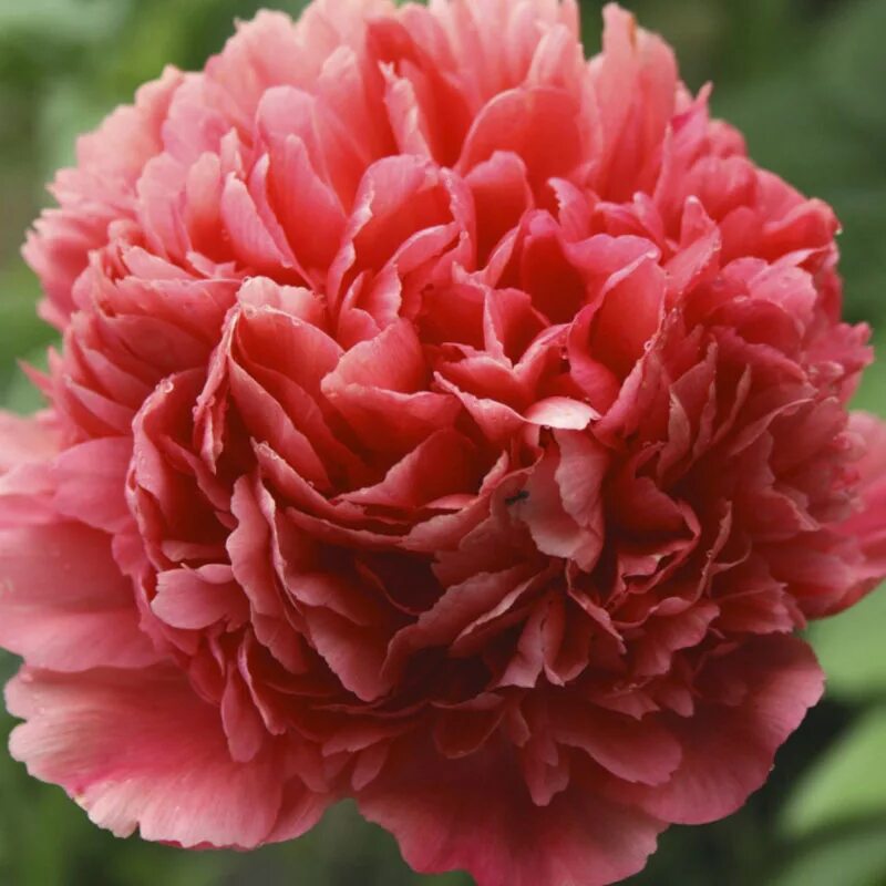 Пион лорелей фото и описание цена Paeonia lactiflora 'Lorelei' - пионы, питомник растений Санкт-Петербург, купить 
