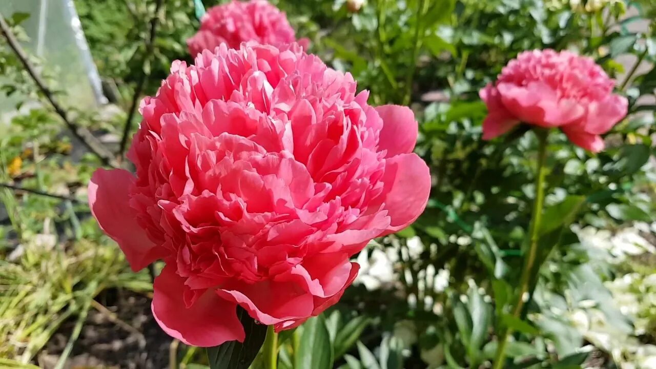 Пион лорелей фото и описание цена ПИОН ЛОРЕЛЕЙ (PEONY LORELEI) - YouTube