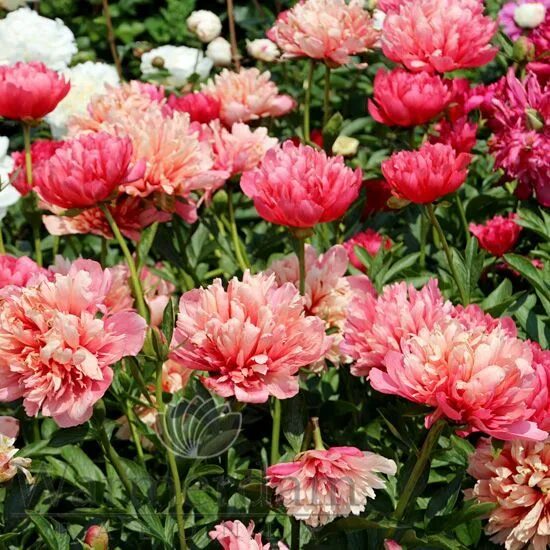 Пион лорелей фото и описание цена Lorelei Warmerdam Paeonia - Explanation cultivar descriptions в 2020 г Пионы