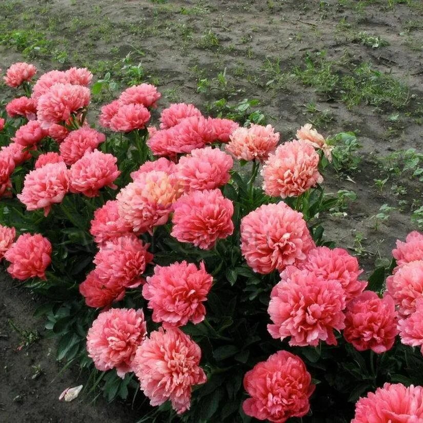 Пион лорелей фото и описание цена Луковицы Пионы МастерСад купить по выгодной цене в интернет-магазине OZON (15509