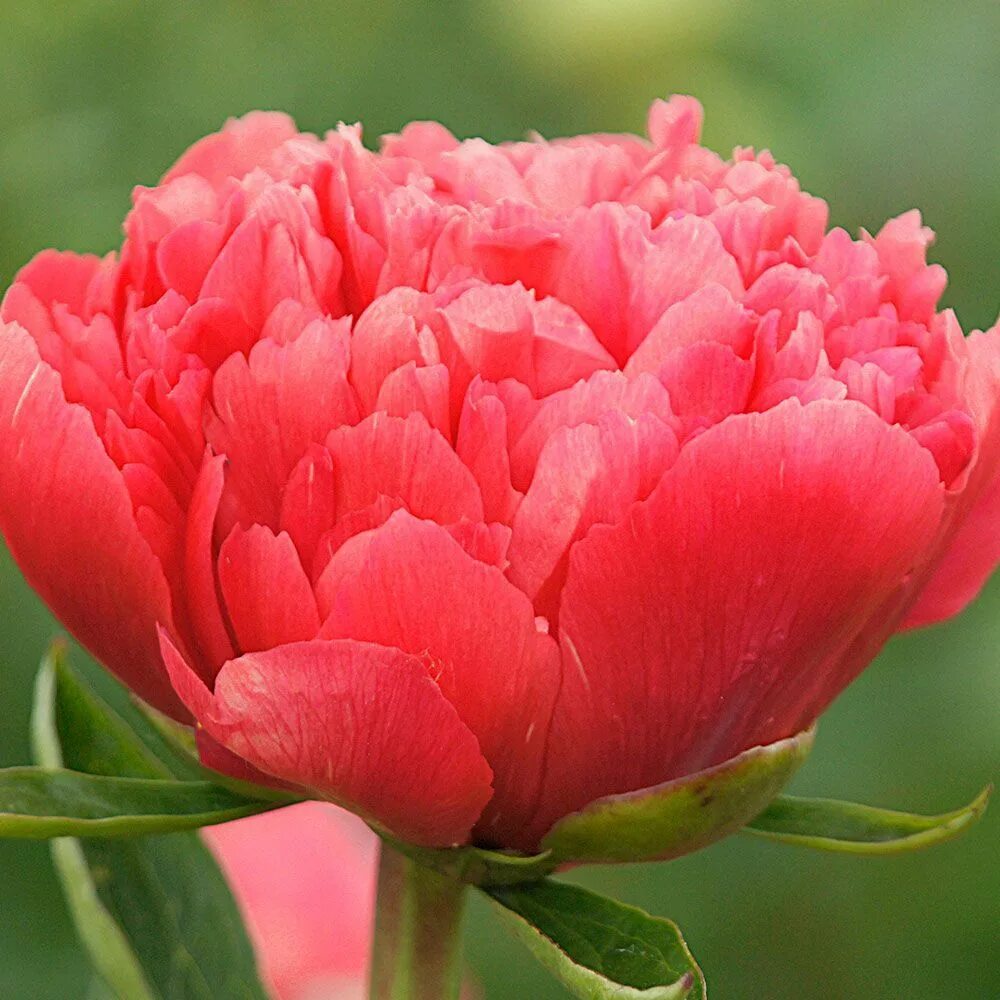 Пион лорелей фото и описание цена Peony 'Lorelei' Peonies I Want White flower farm, Peonies, Flowers