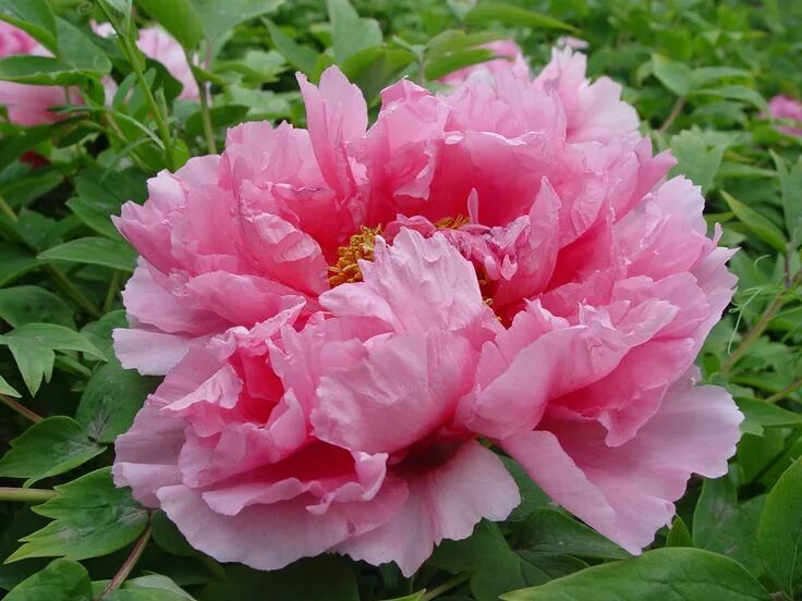 Пион лотос фото pink chinese tree peony plants from Zhongchuan Peony---Ro Fu Rong. www.china-pla