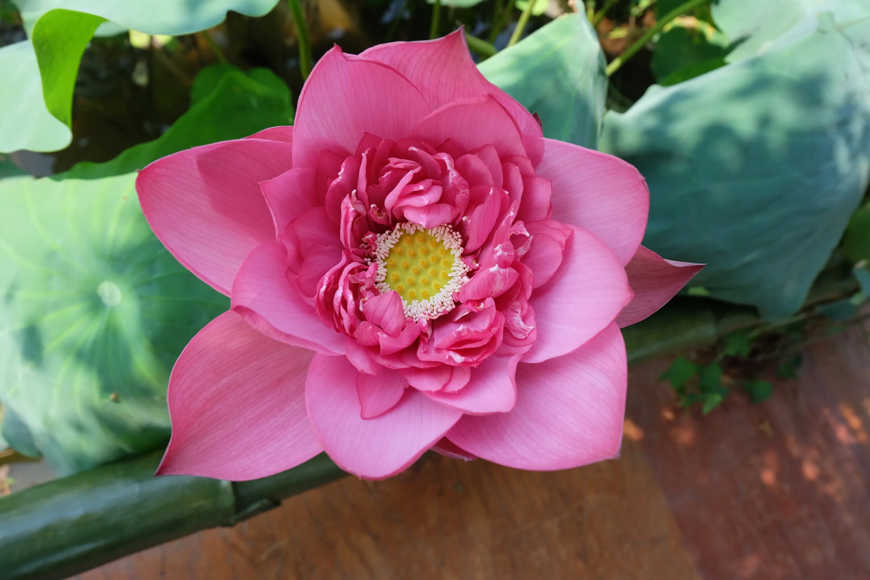 Пион лотос фото Flower Lotus free image download