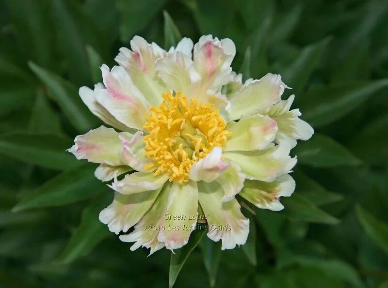 Пион лотос фото Green Lotus Peony Peonies, Beautiful flowers, Outdoor yard ideas