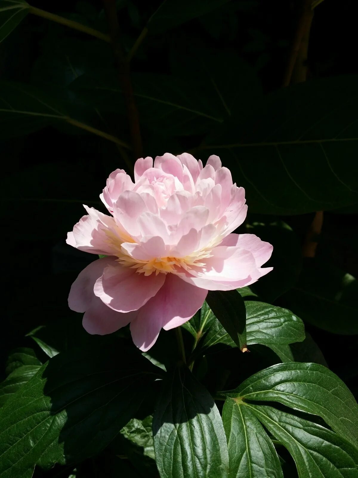 Пион лотос фото Free Images : blossom, light, petal, botany, pink, sacred lotus, aquatic plant, 
