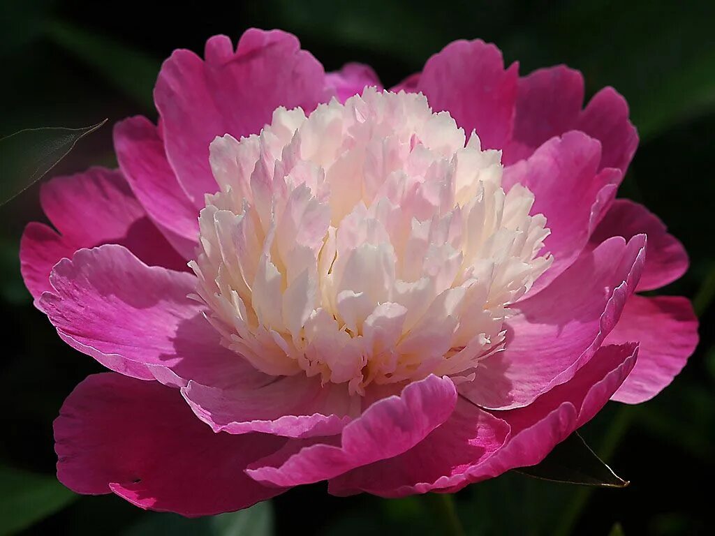 Пион лотос фото TJ Kotpanya : Peony Flower..... Flower garden plants, Flowers, Peonies