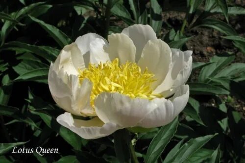 Пион лотос фото ПИОН ЛОТУС КУИН Lotus Queen