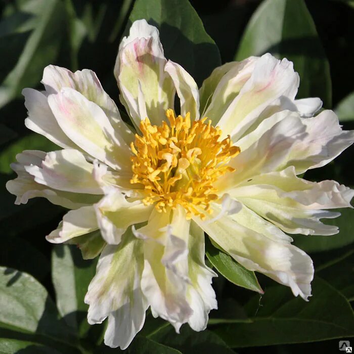 Пион лотос фото Пион молочноцветковый Грин Лотус (Paeonia Lactiflora Green Lotus) 5л NEW! купить