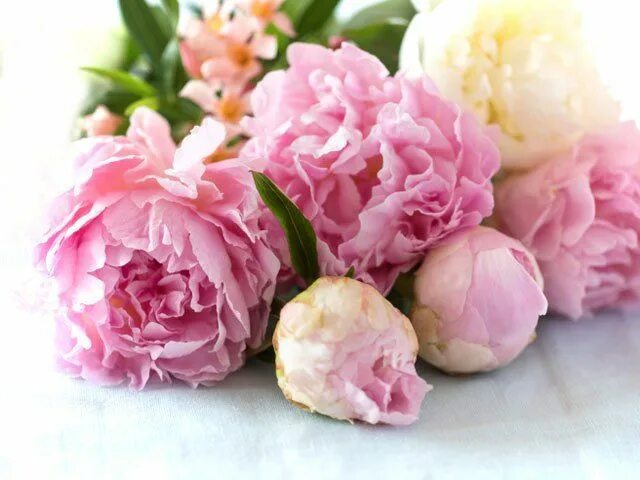 Пион лучшие фото All You Is Now a Part of Southern Living Peonies season, Growing peonies, Flower