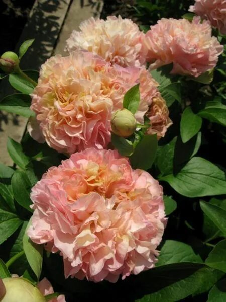 Пион луис чойс фото Lois' Choice Peonies, Pansies, Heliconia