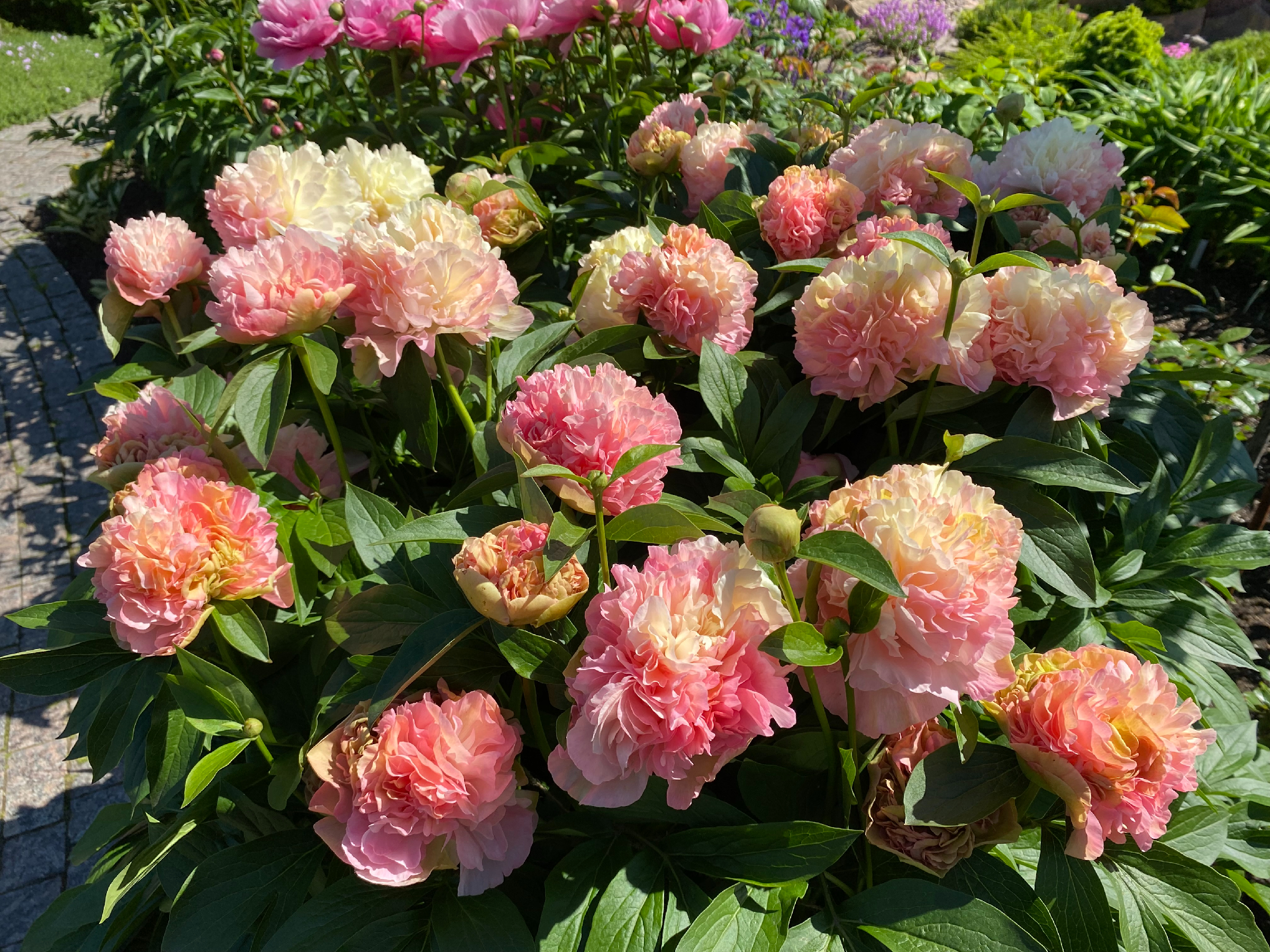 Пион луис чойс фото Пион луис чойс - Пион Луис Чойс - Paeonia Lois Choice