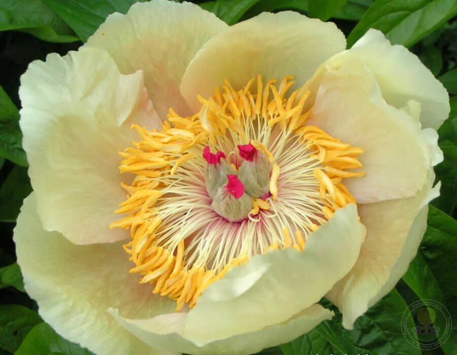 Пион лунная дорога фото и описание Пион Лунная Дорога (Paeonia Lunnaya Doroga) купить в Москве по низкой цене из пи
