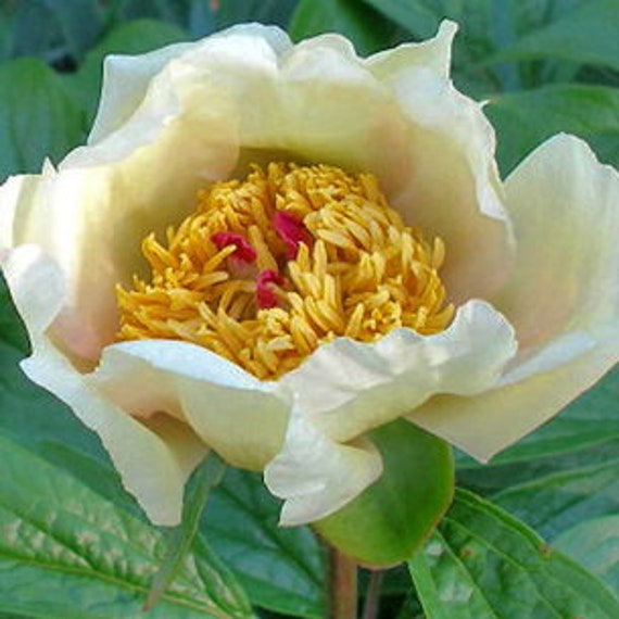 Пион лунная дорога фото и описание PEONY MOON ROAD Bare-Root Tuber with Eyes Etsy