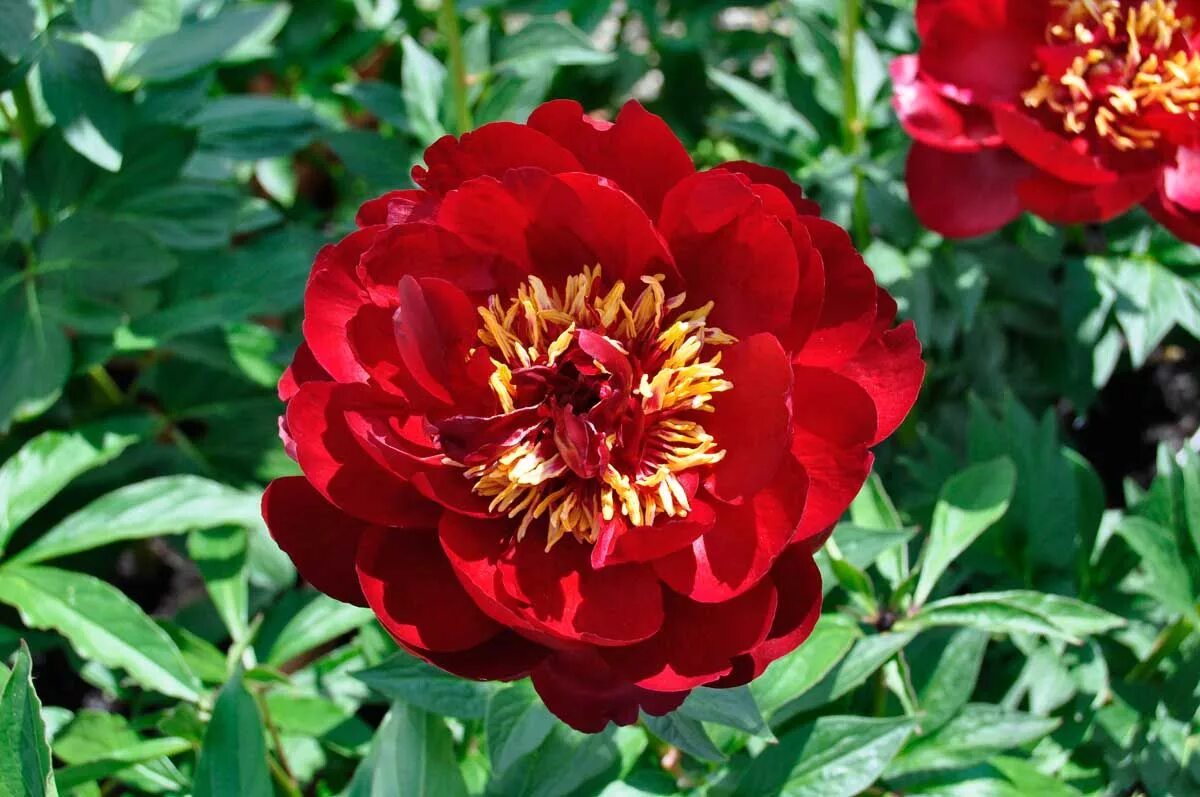 Пион ля бель описание и фото The Peonies are Here! Beautiful flowers garden, Planting peonies, Fragrant flowe