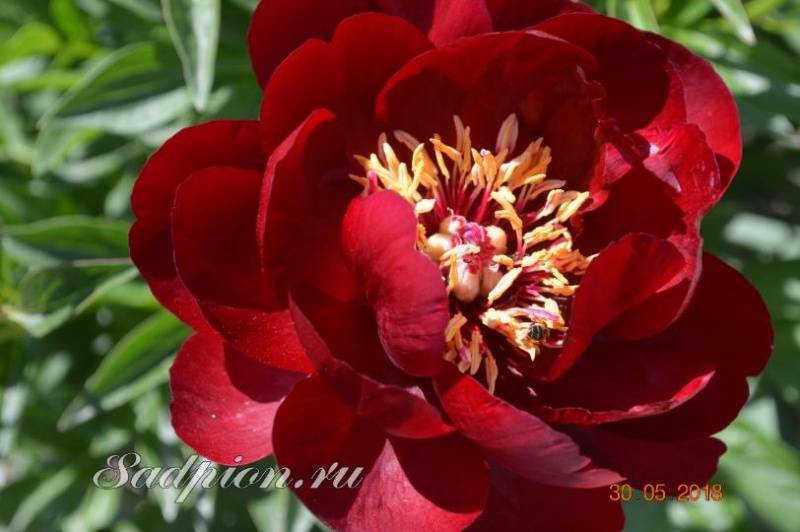 Пион ля бель описание и фото Пион Бакай Белл (Бакай Бель, Buckeye Belle): описание, фото, посадка и уход, выр