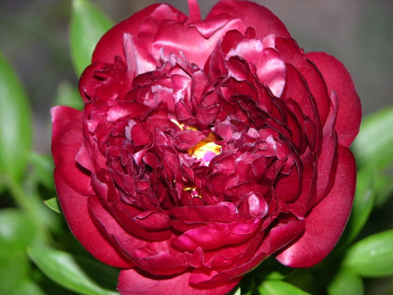 Пион ля бель описание и фото Paeonia Buckeye Belle. Фото