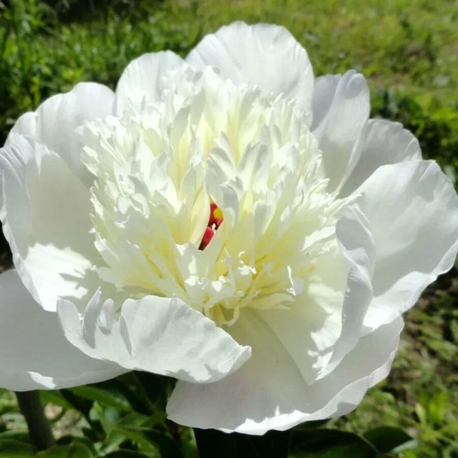 Пион лыбидь фото и описание Купить Пион Молочноцветковый Immaculee - Пион - GardenPlants