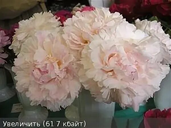 Пион лыбидь фото и описание Фото@Mail.Ru: : Пионы распродажа