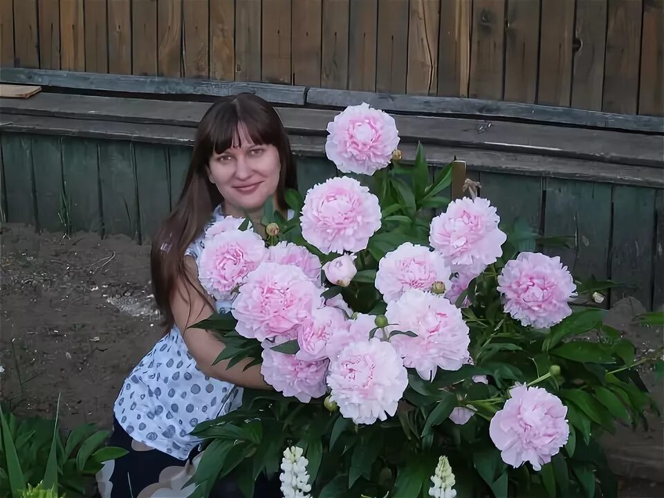 Пион людмила аскарова фото и описание Пионы - Людмила Ивановна Корнилова