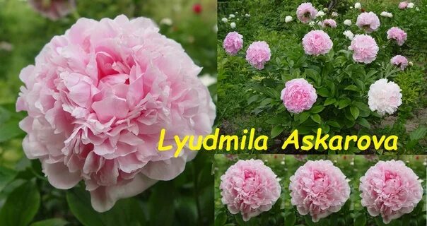 Пион людмила аскарова фото и описание Пион Lyudmila Askarova 5500руб.В наличии 9шт. Фотография из альбома Пионы на вес
