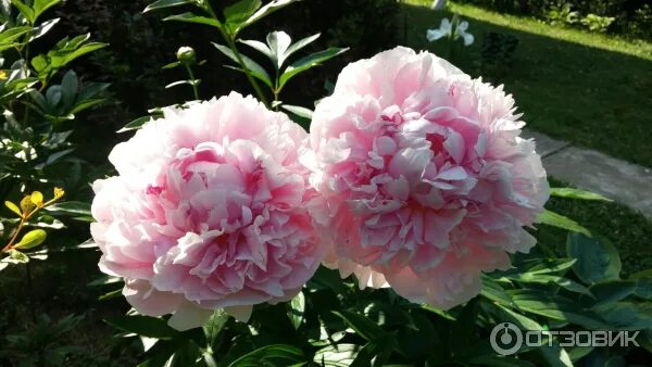 Пион людмила аскарова фото и описание Отзыв о Цветы Пионы Где и какой сорт лучше купить