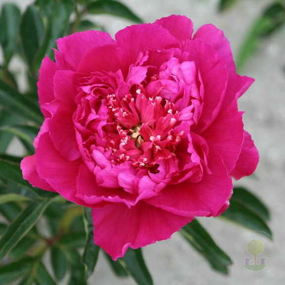 Пион маас фото Пион Себастьян Мас (Paeonia Sebastiaan Maas) купить в Москве по низкой цене из п