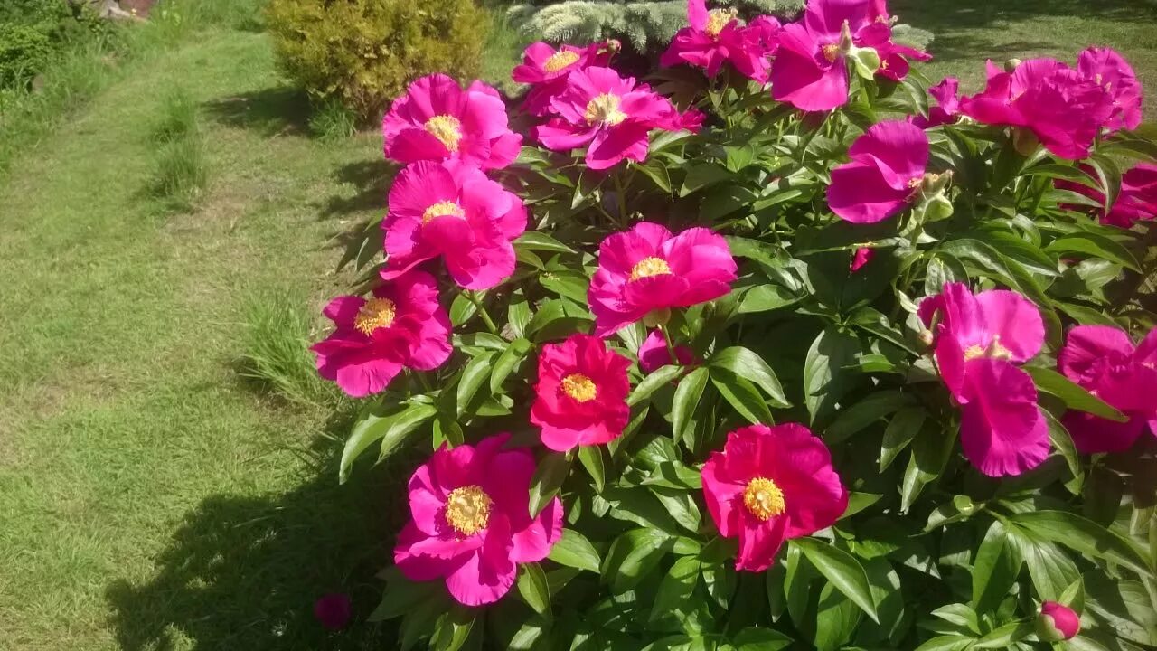 Пион маас фото Paeonia Liboria Maas - YouTube