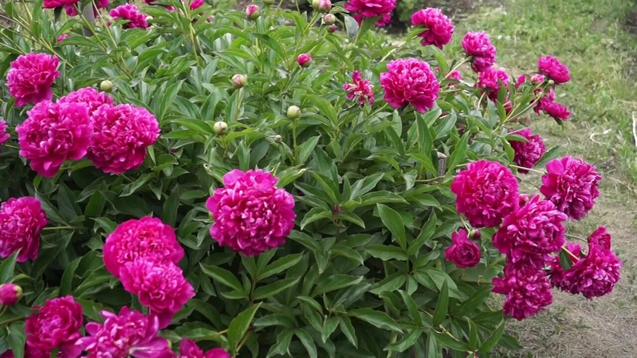 Пион маас фото Пион Канзас. Peony kansas. Сад ORION - YouTube