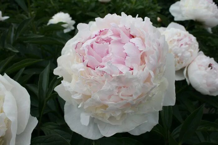 Пион мадам де верневиль фото LeFlower Корни - купить с доставкой по выгодным ценам в интернет-магазине OZON (
