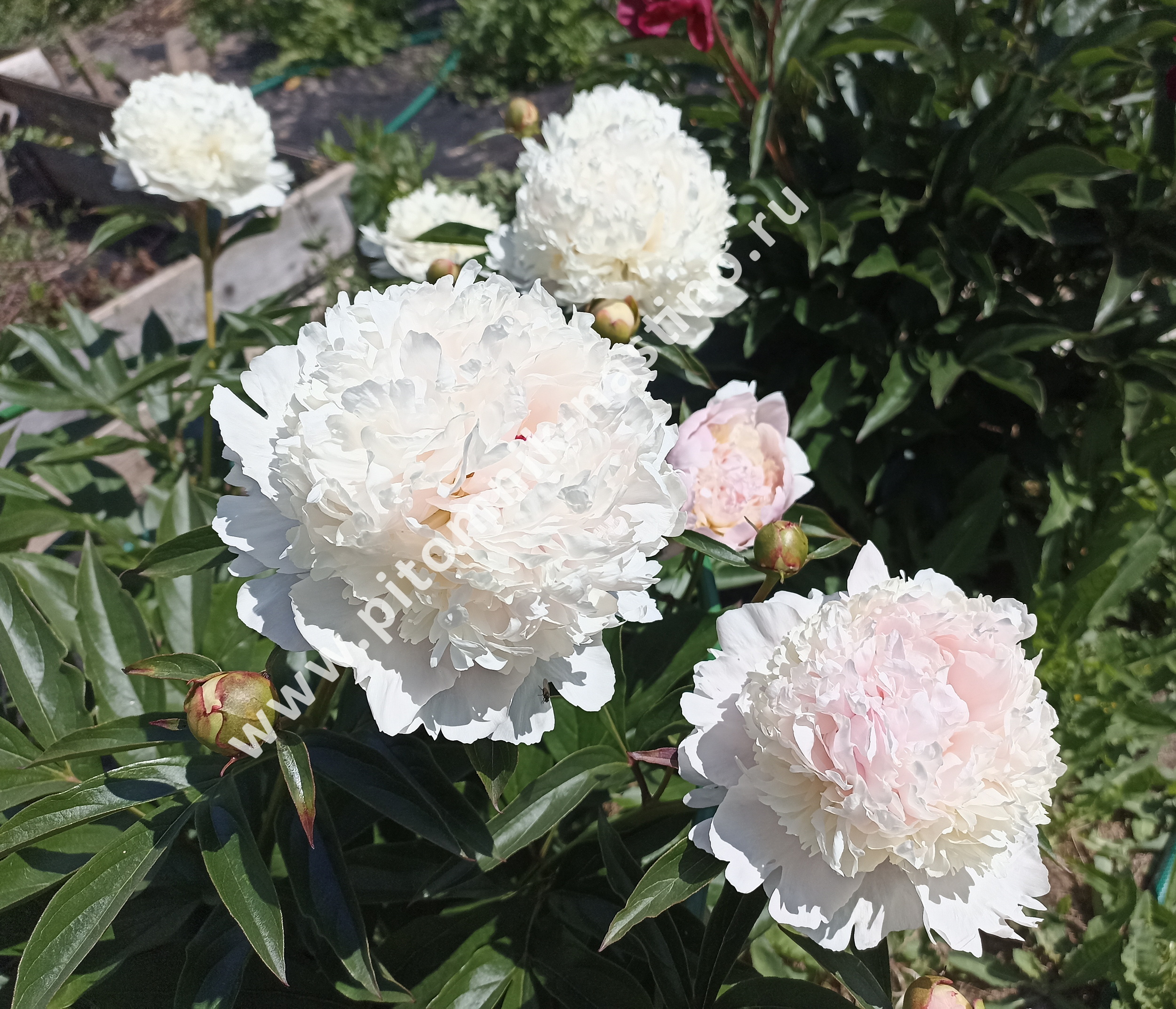 Пион мадам де верневиль фото Пион Мадам де Верневиль (Paeonia lactiflora Madame de Vernéville) ОКС